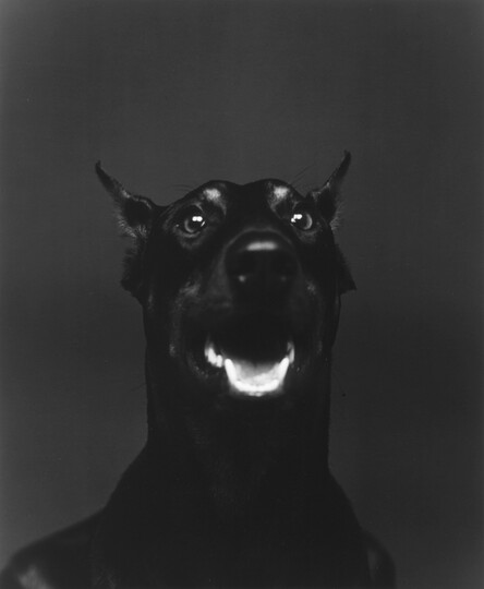 © Yves Bresson/Musée d'art moderne et contemporain de Saint-Étienne Métropole